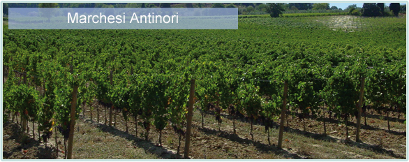 Entdecke die Weine von Marchesi Antinori - jetzt bei www.winestore24.de