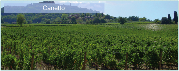 Weine von Canetto bei www.winestore24.de